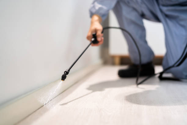 Licensed Wasp Removal service in Woodlawn Beach, FL - Show Me Pest Control